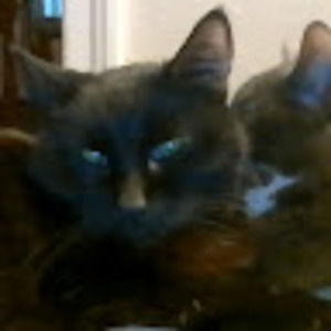 Meet your Posher, Isabelle